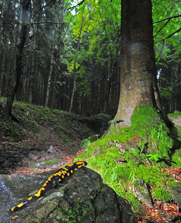 Il popolo del bosco in una giornata di pioggia